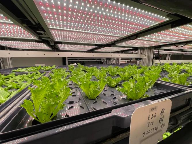 植物工厂 展示之外的生产力革命
